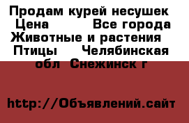 Продам курей несушек › Цена ­ 350 - Все города Животные и растения » Птицы   . Челябинская обл.,Снежинск г.